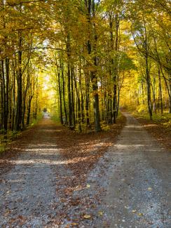 gray concrete road in between green trees during daytime by Damian Siodłak courtesy of Unsplash.