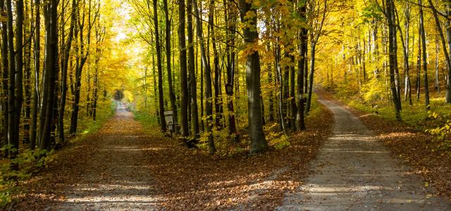 gray concrete road in between green trees during daytime by Damian Siodłak courtesy of Unsplash.